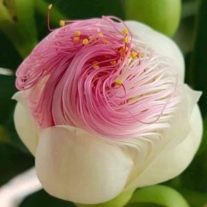 Meet your Posher, Debora